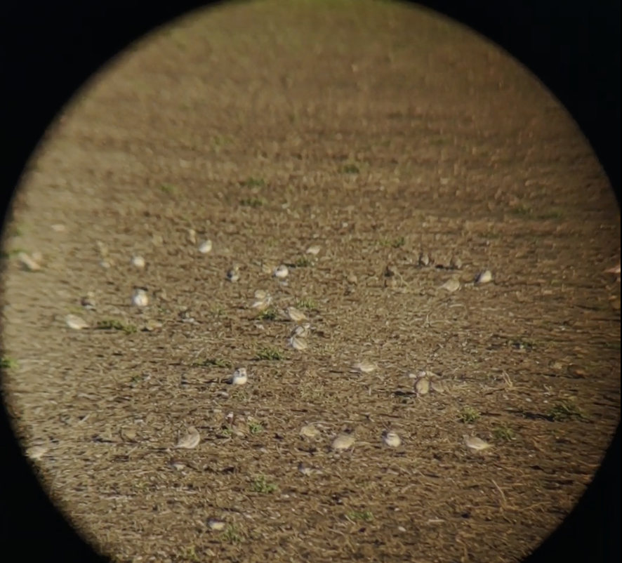 Lapland Longspur - ML630993398