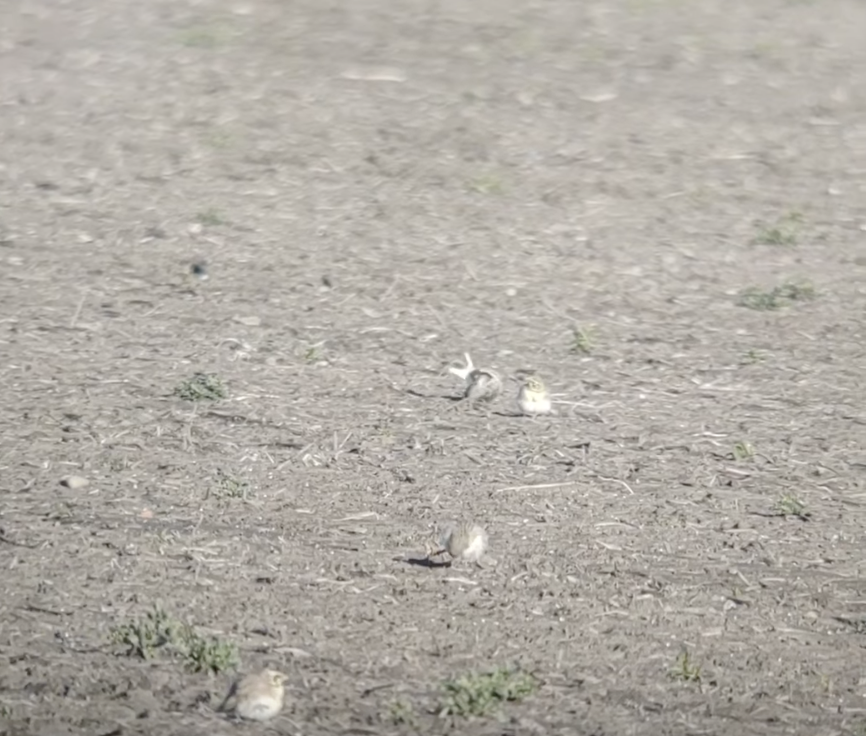 Chestnut-collared Longspur - ML630993405