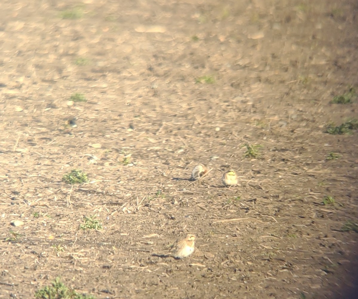 Chestnut-collared Longspur - ML630993418