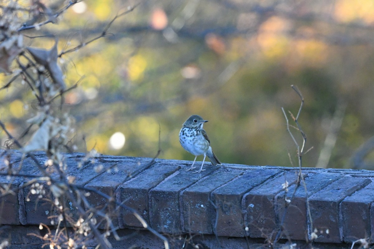 Hermit Thrush - ML630993548