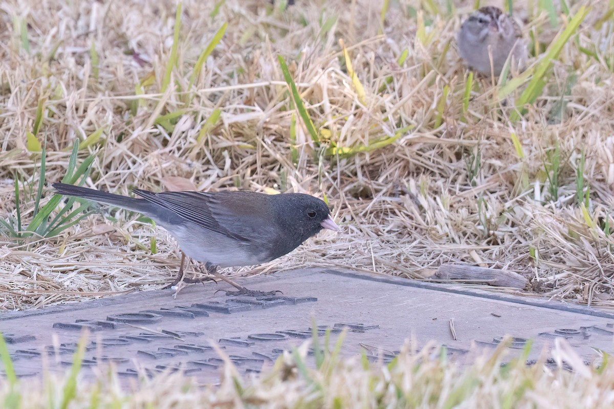 Dark-eyed Junco (cismontanus) - ML630993611