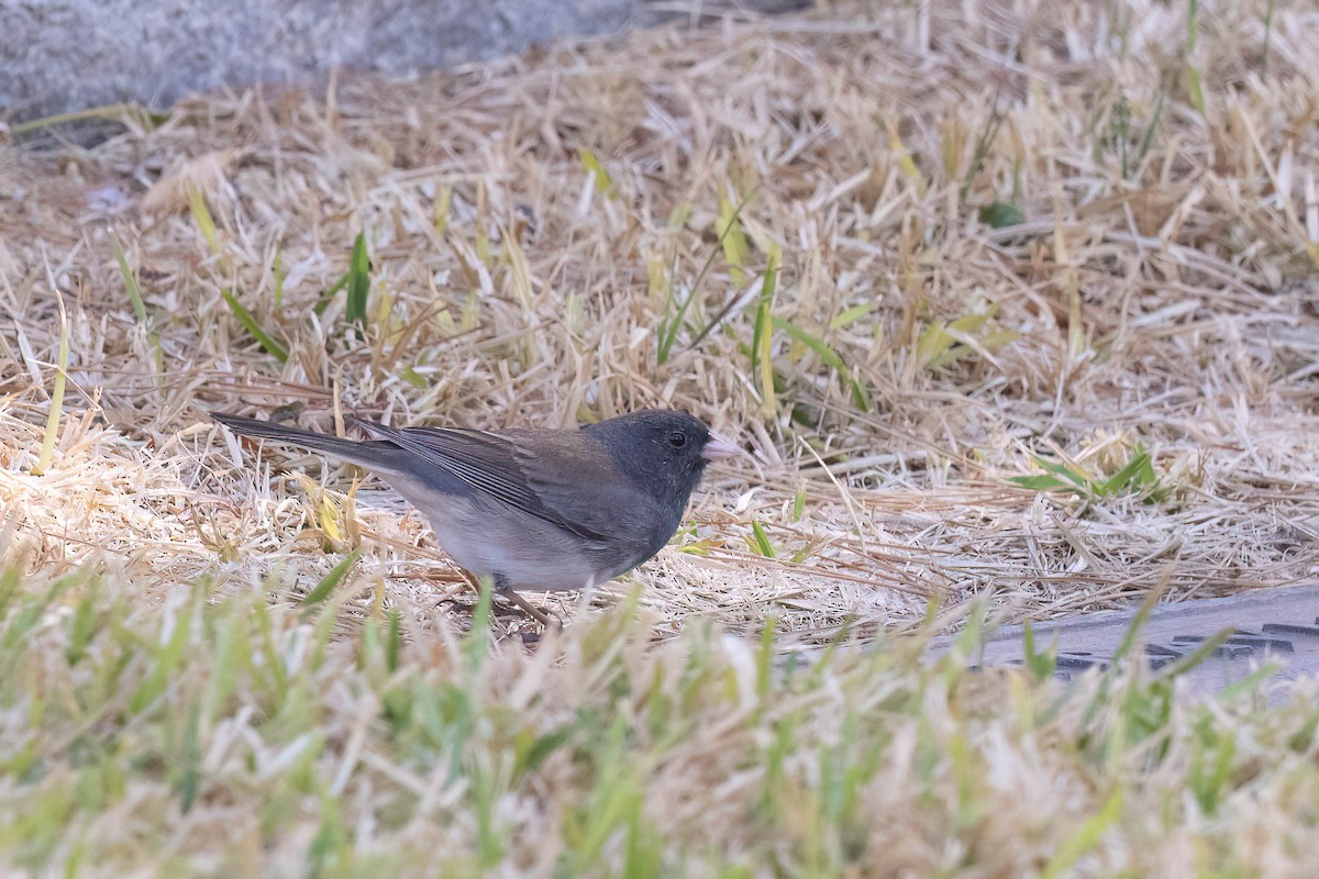 Dark-eyed Junco (cismontanus) - ML630993612
