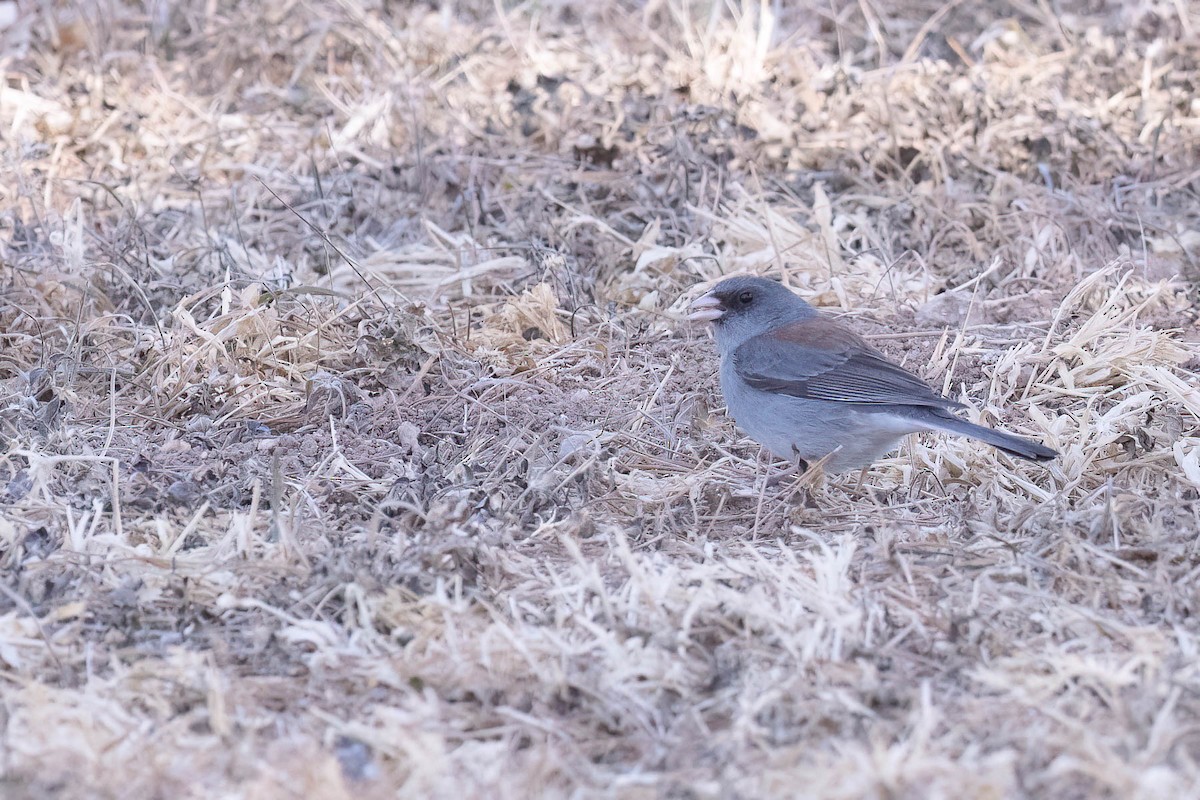 Dark-eyed Junco (Gray-headed) - ML630993615