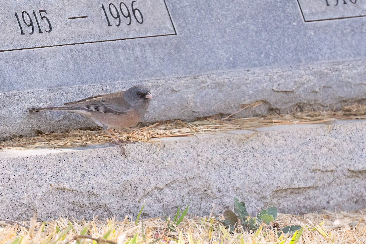 Dark-eyed Junco (Pink-sided) - ML630993616