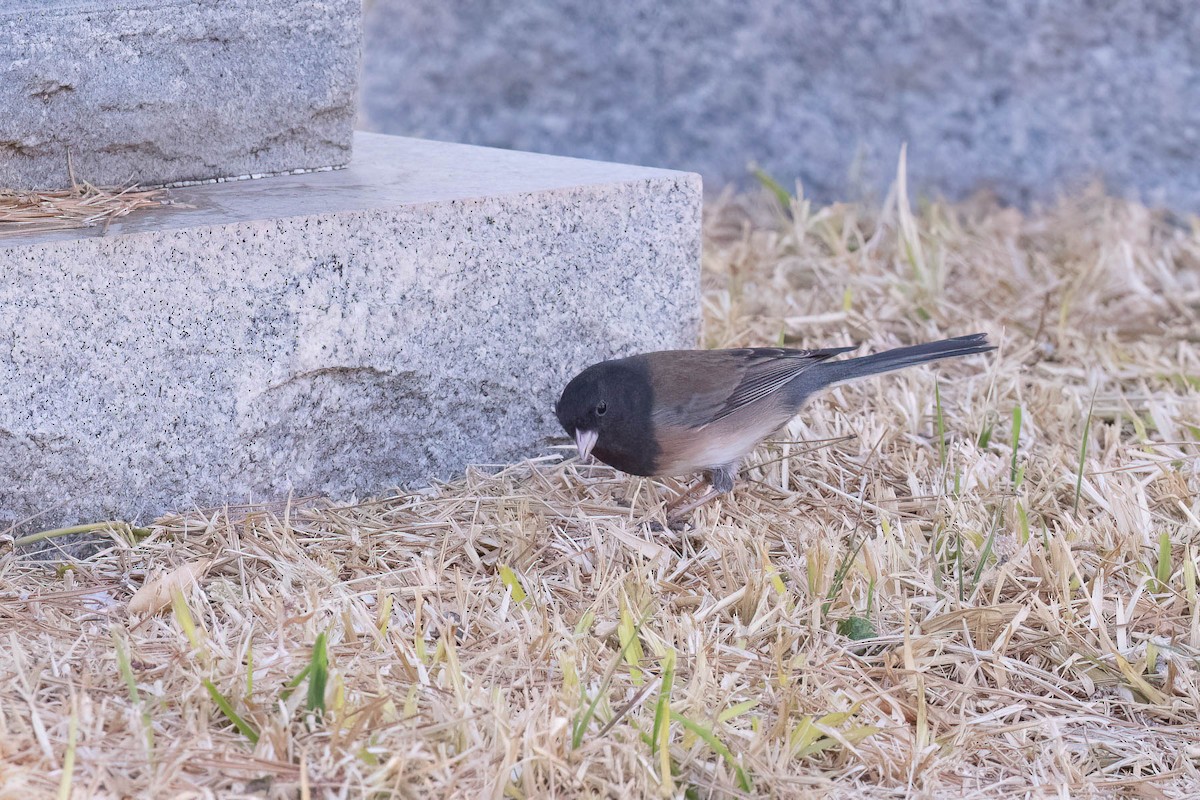 Dark-eyed Junco (Oregon) - ML630993618