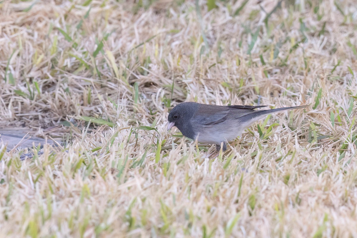 Dark-eyed Junco (cismontanus) - ML630993619