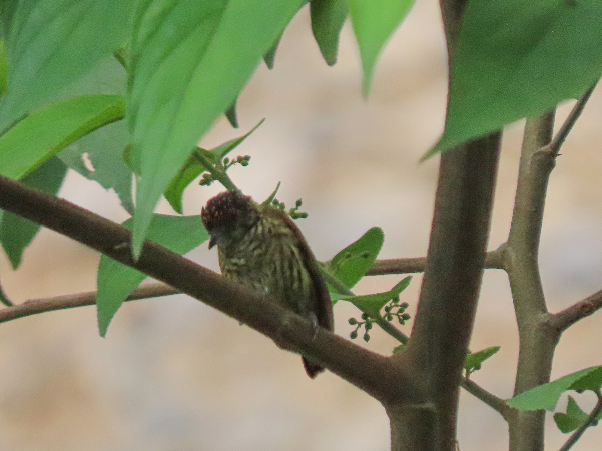 Bar-breasted Piculet - ML630993630