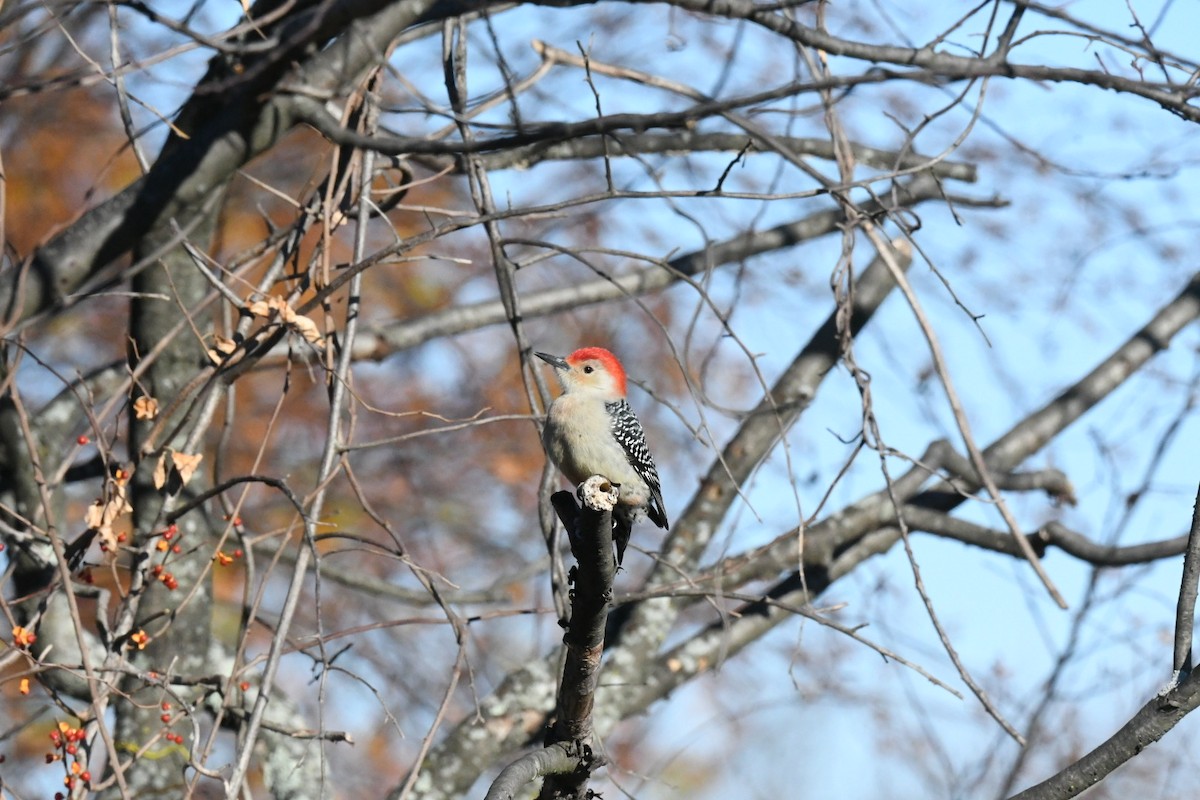 Red-bellied Woodpecker - ML630993643