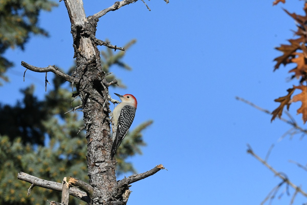 Red-bellied Woodpecker - ML630993644