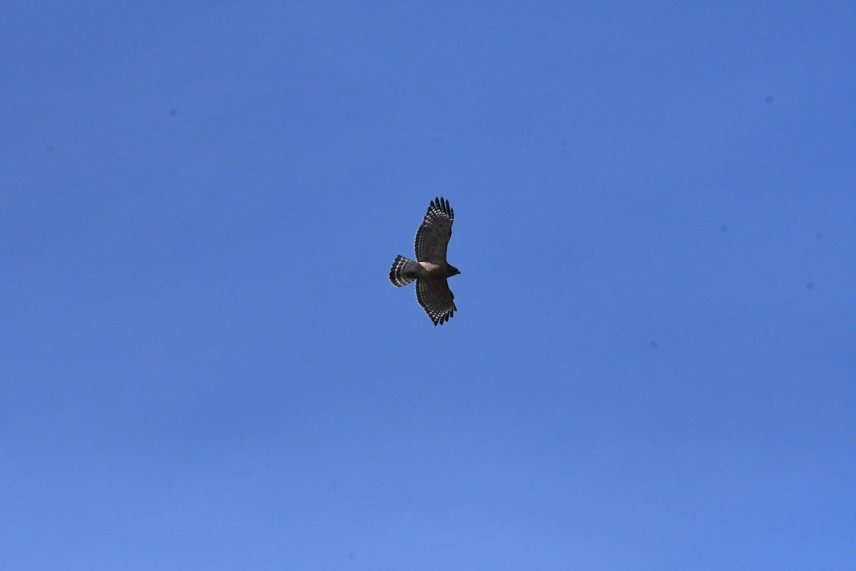 Red-shouldered Hawk - ML630993655