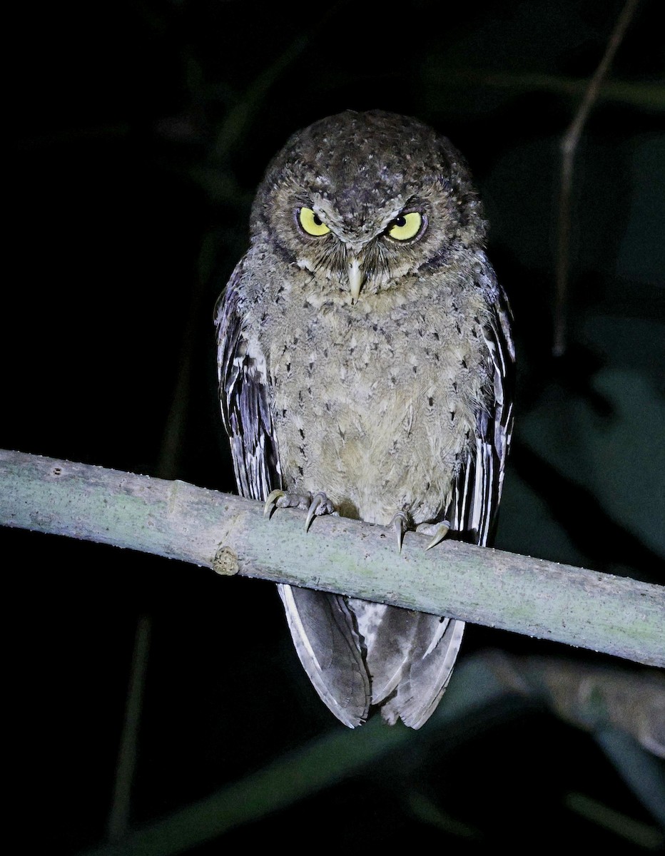 Andaman Scops-Owl - ML630993751