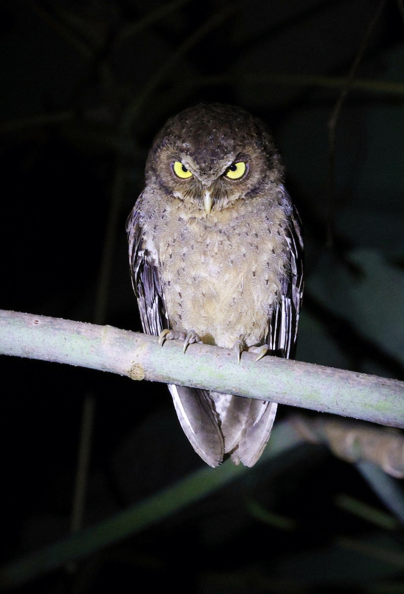 Andaman Scops-Owl - ML630993752