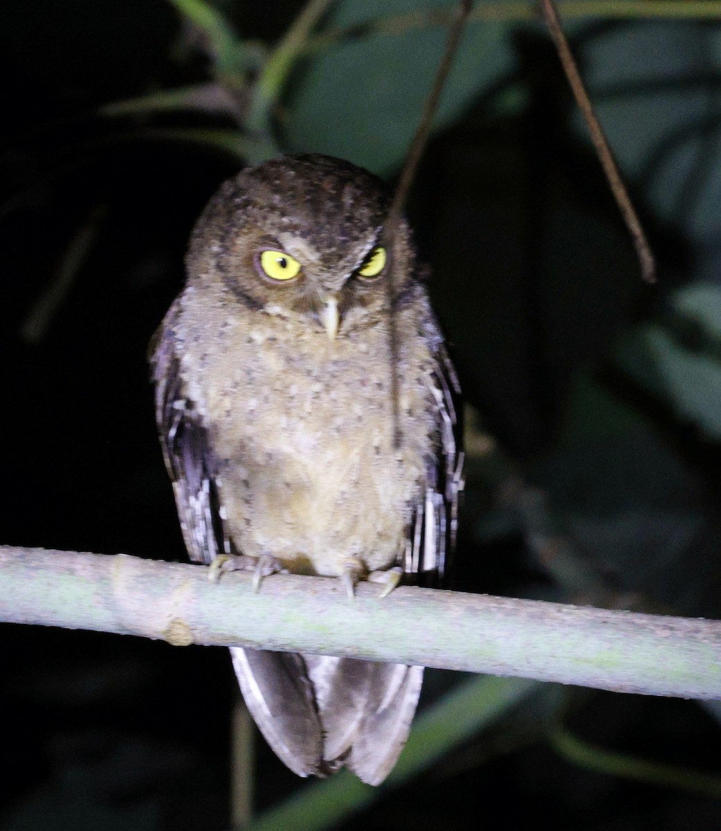 Andaman Scops-Owl - ML630993753