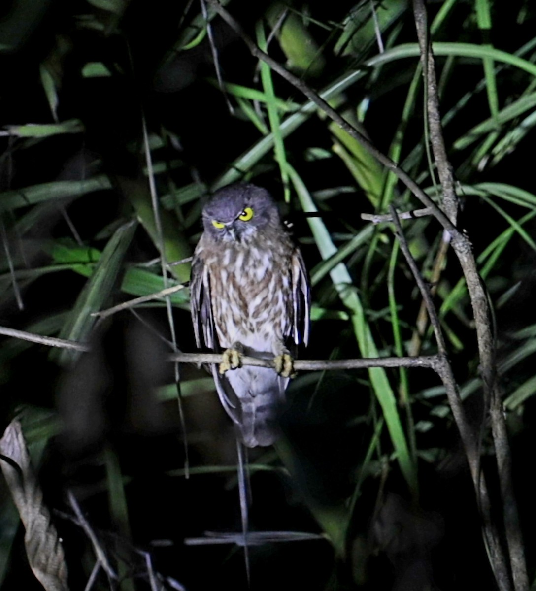 Andaman Scops-Owl - ML630993754