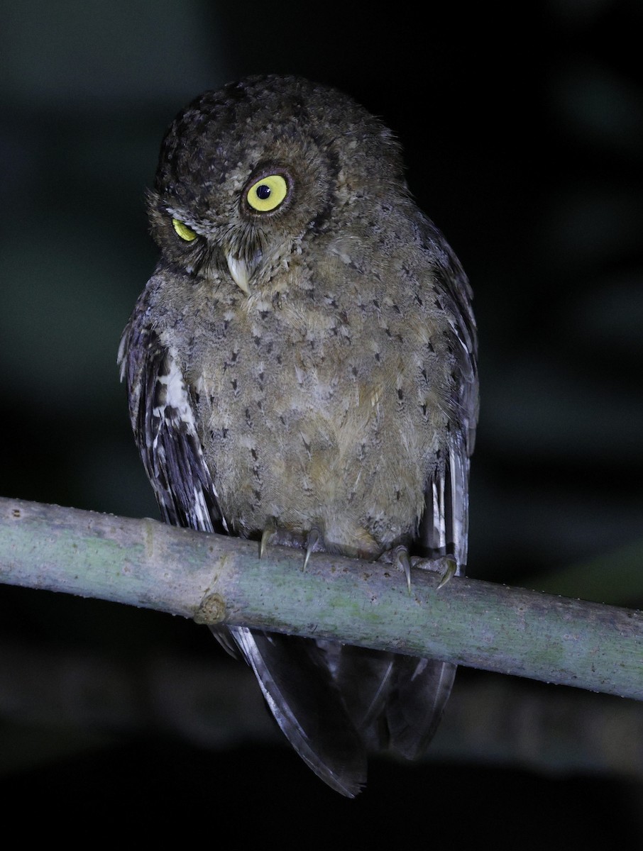 Andaman Scops-Owl - ML630993755