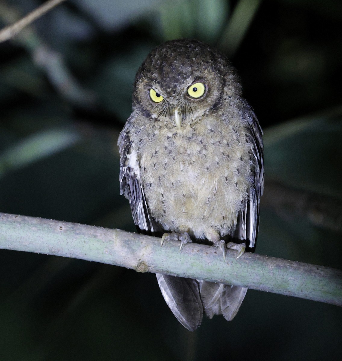 Andaman Scops-Owl - ML630993756