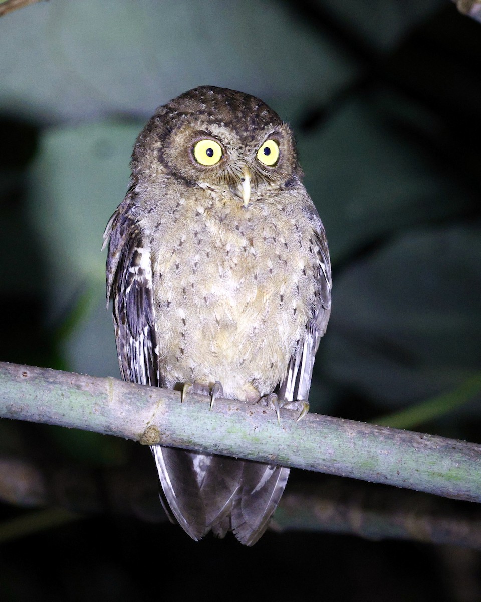 Andaman Scops-Owl - ML630993757