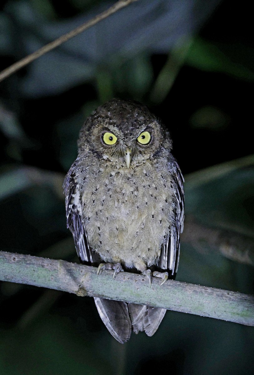 Andaman Scops-Owl - ML630993758