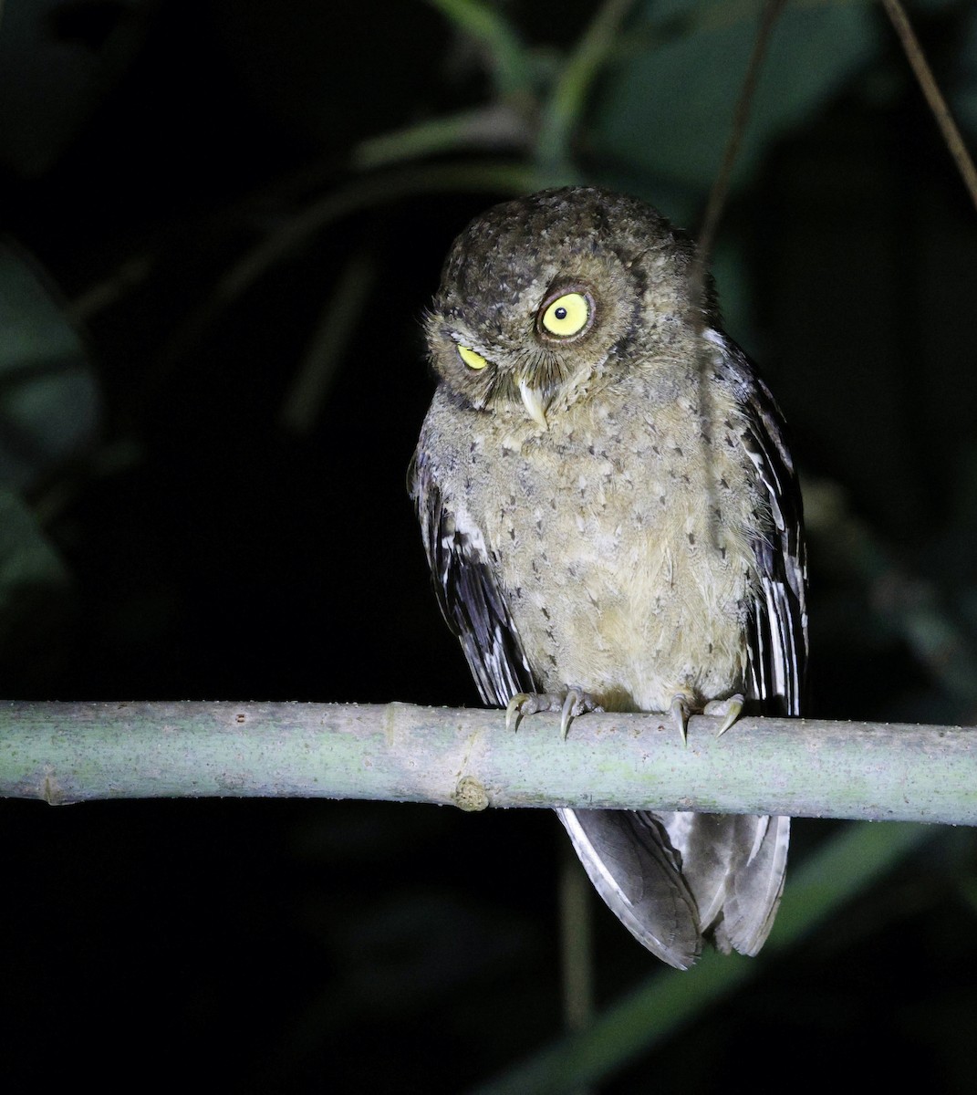 Andaman Scops-Owl - ML630993759