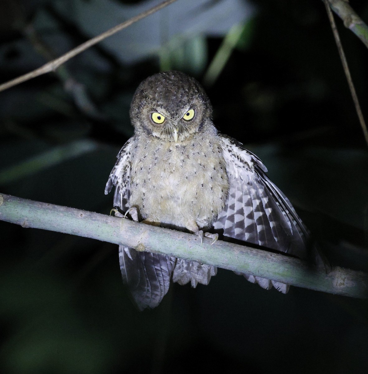 Andaman Scops-Owl - ML630993760