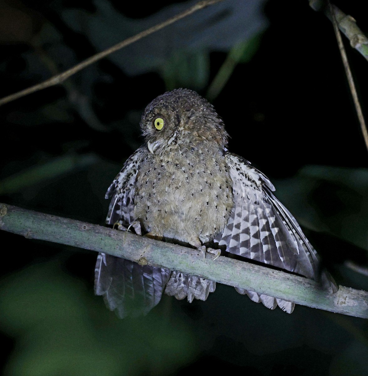 Andaman Scops-Owl - ML630993761