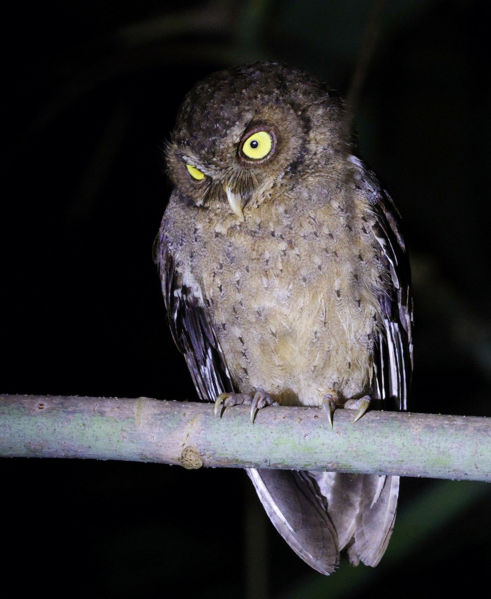 Andaman Scops-Owl - ML630993762