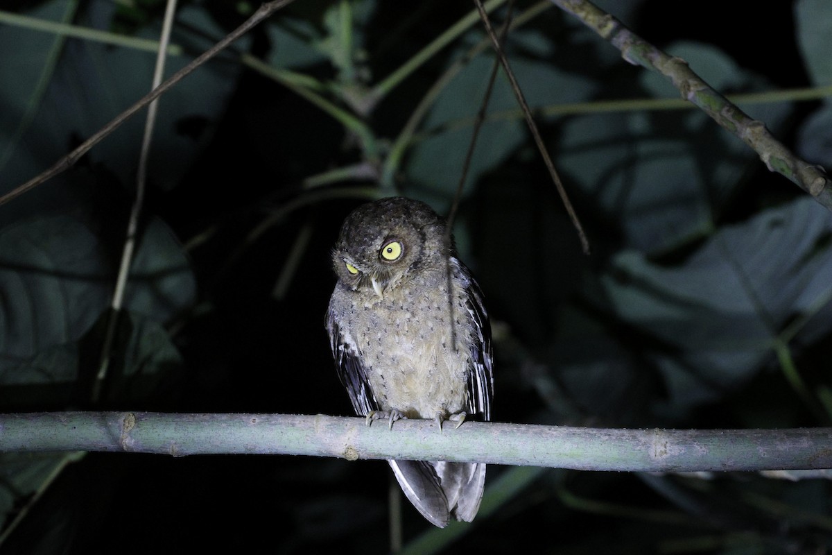 Andaman Scops-Owl - ML630993763