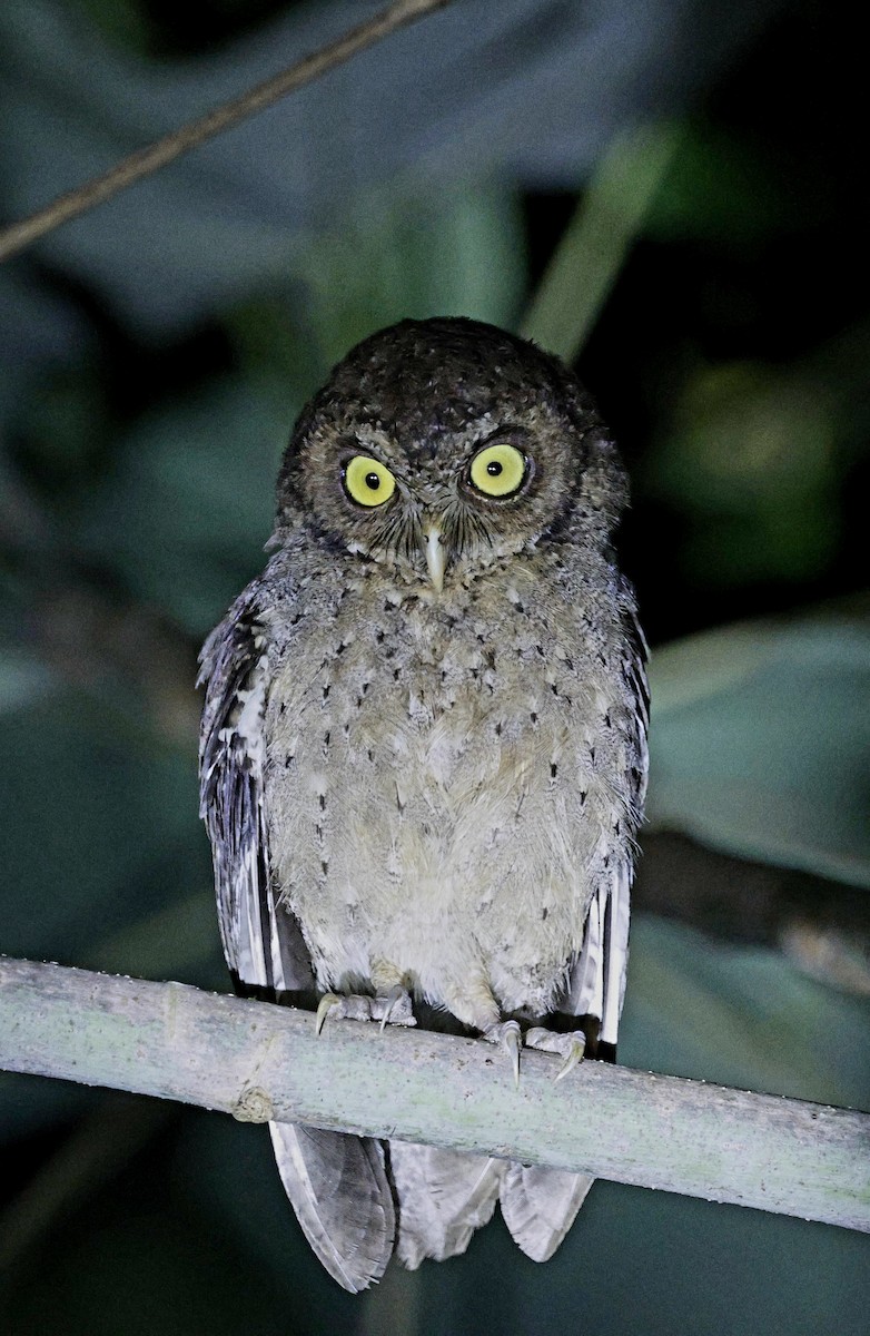 Andaman Scops-Owl - ML630993764