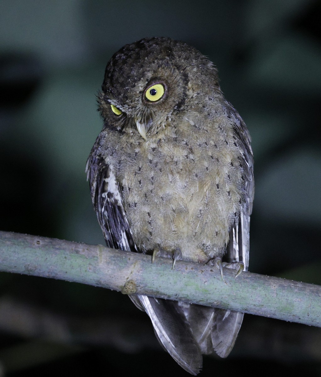 Andaman Scops-Owl - ML630993765