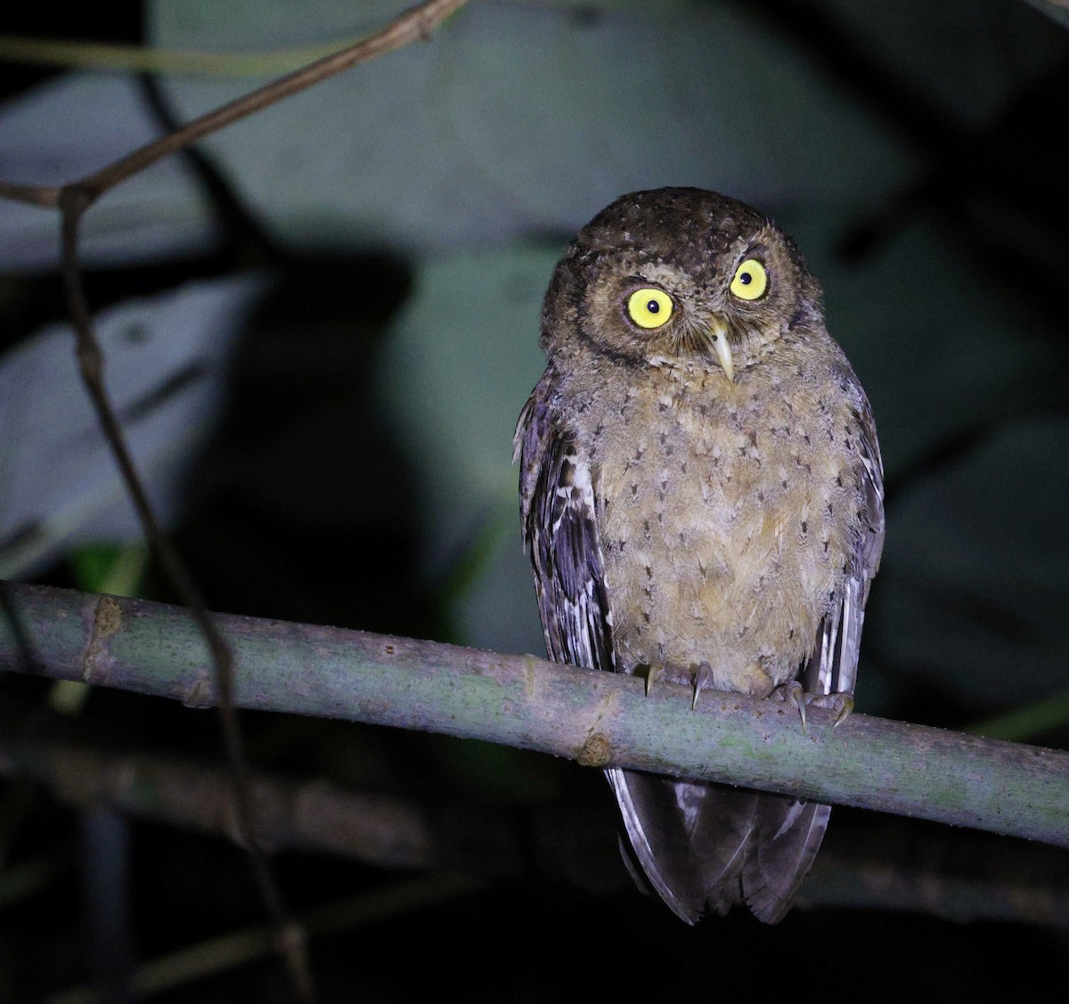 Andaman Scops-Owl - ML630993766