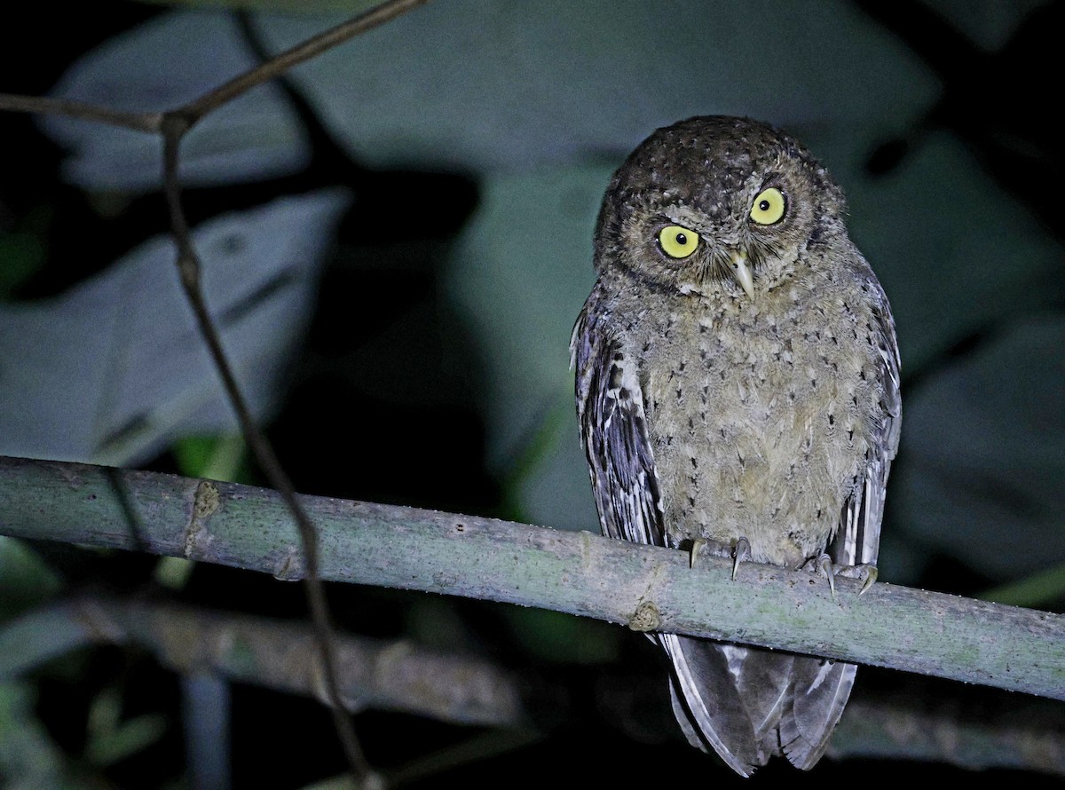 Andaman Scops-Owl - ML630993767