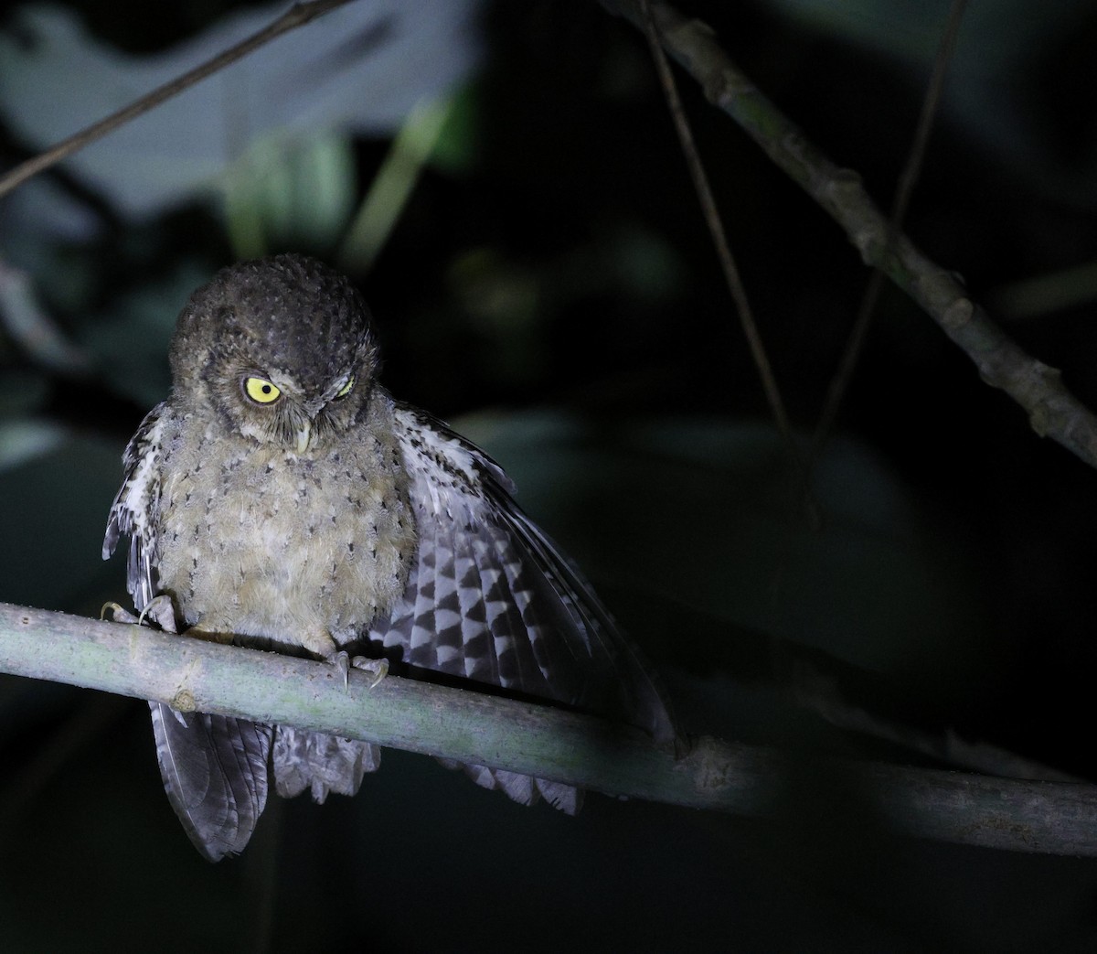 Andaman Scops-Owl - ML630993768