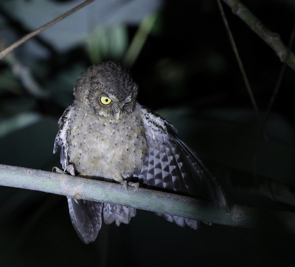 Andaman Scops-Owl - ML630993769