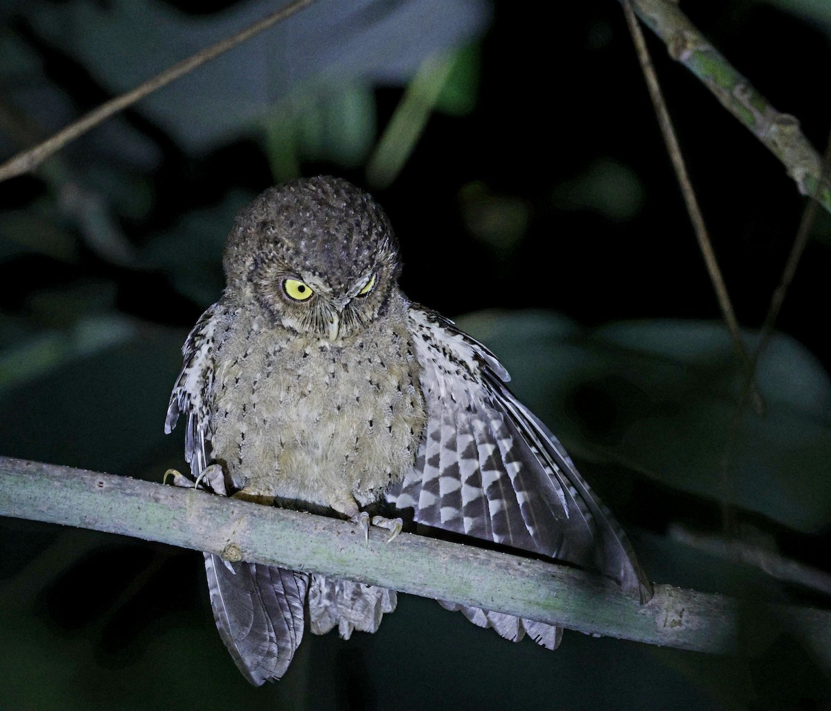 Andaman Scops-Owl - ML630993770