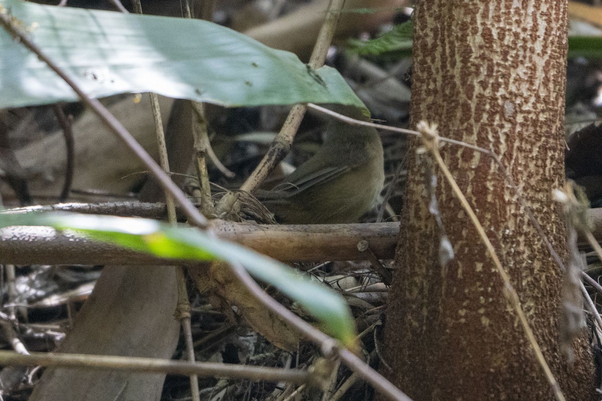 Buff-banded Bushbird - ML630994049