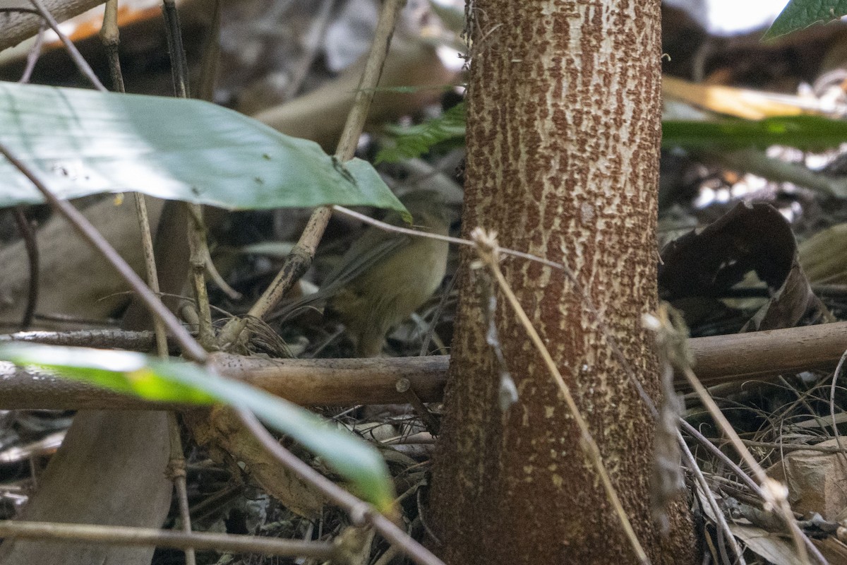 Buff-banded Bushbird - ML630994050