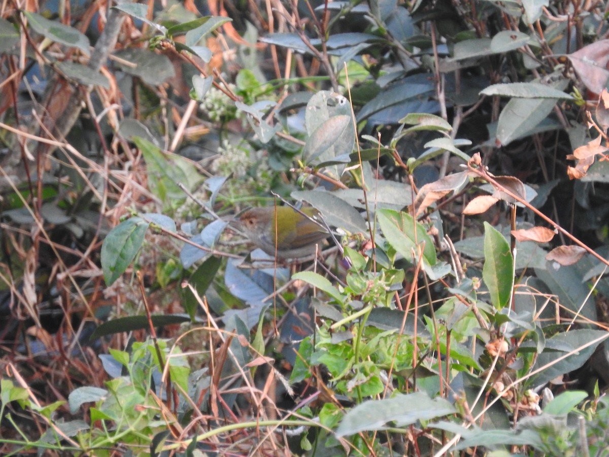 Common Tailorbird - ML630994257