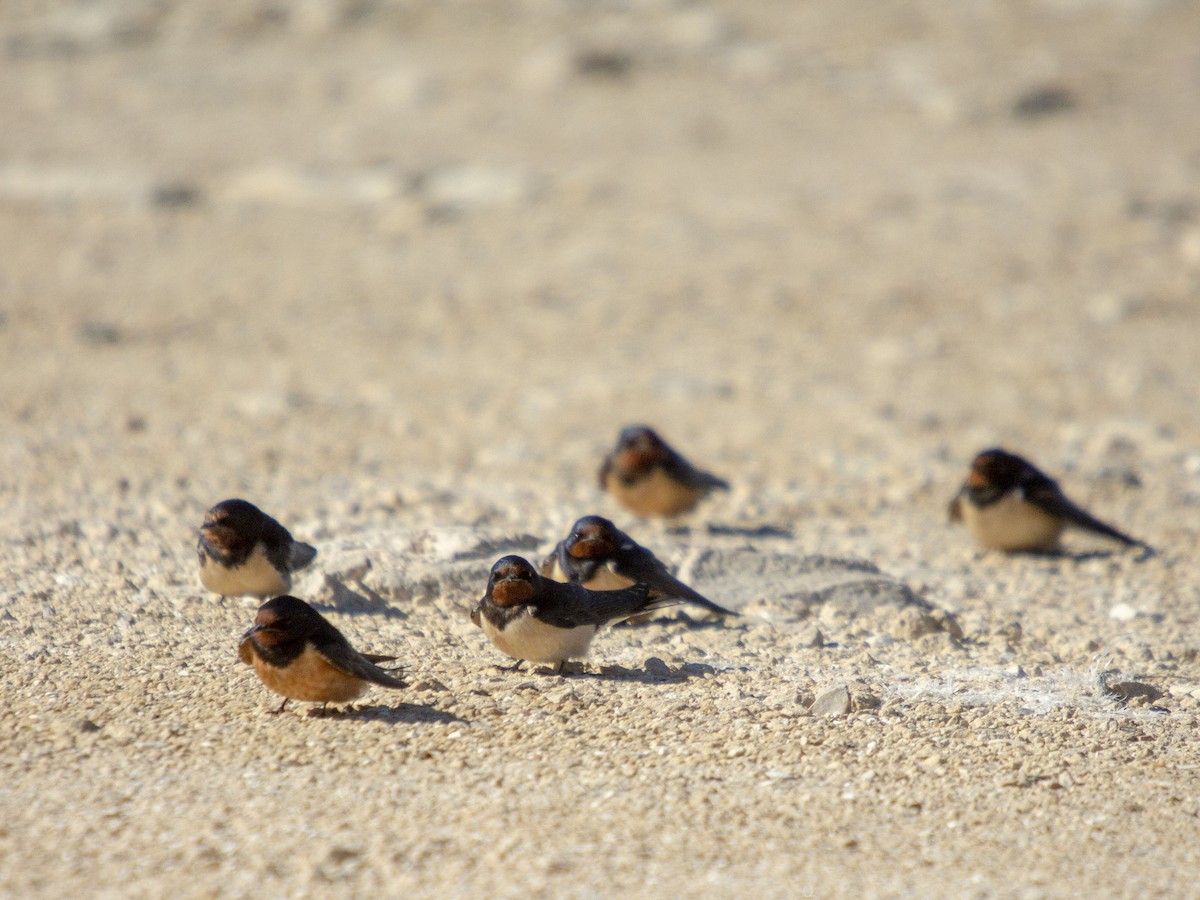 Асрын хараацай - ML630994409