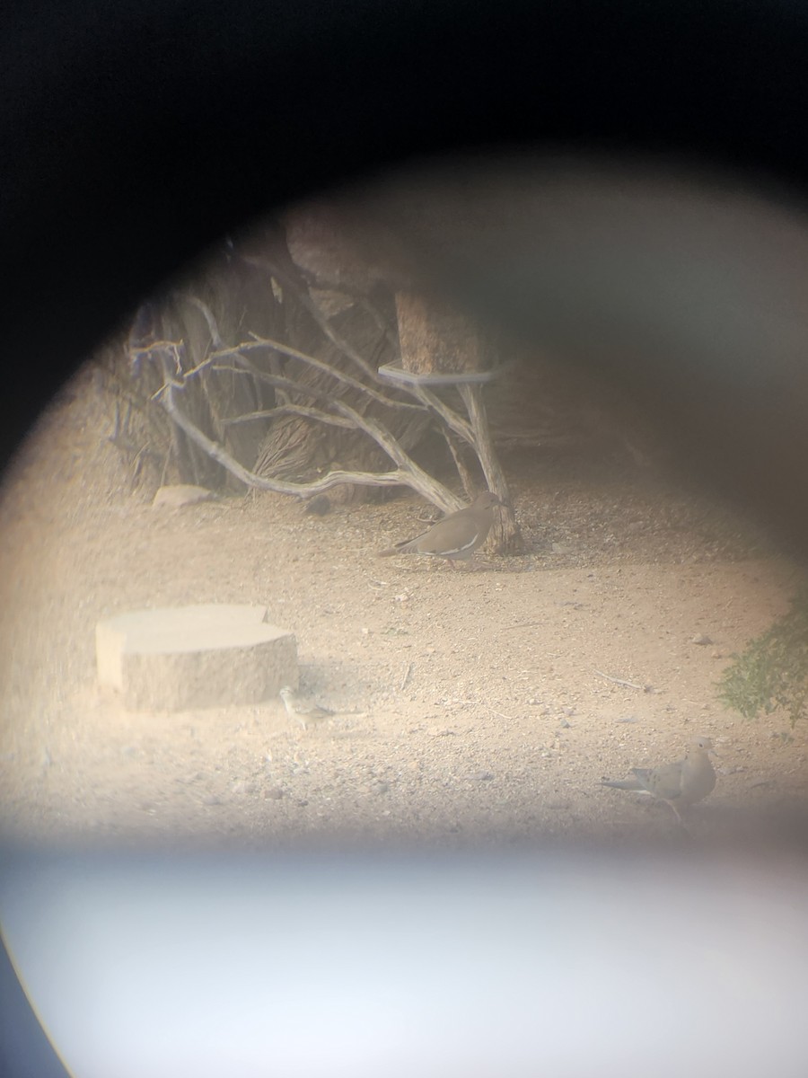 White-winged Dove - ML630994709