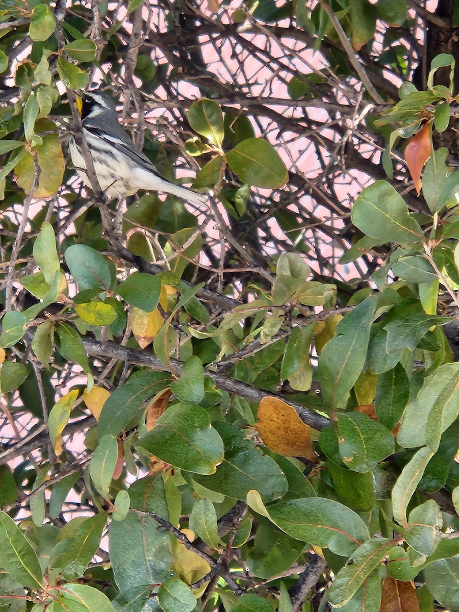 Yellow-throated Warbler - ML630994725
