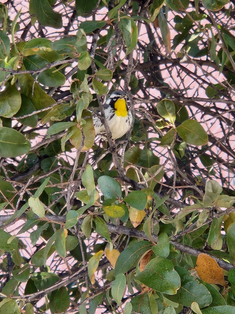Yellow-throated Warbler - ML630994726