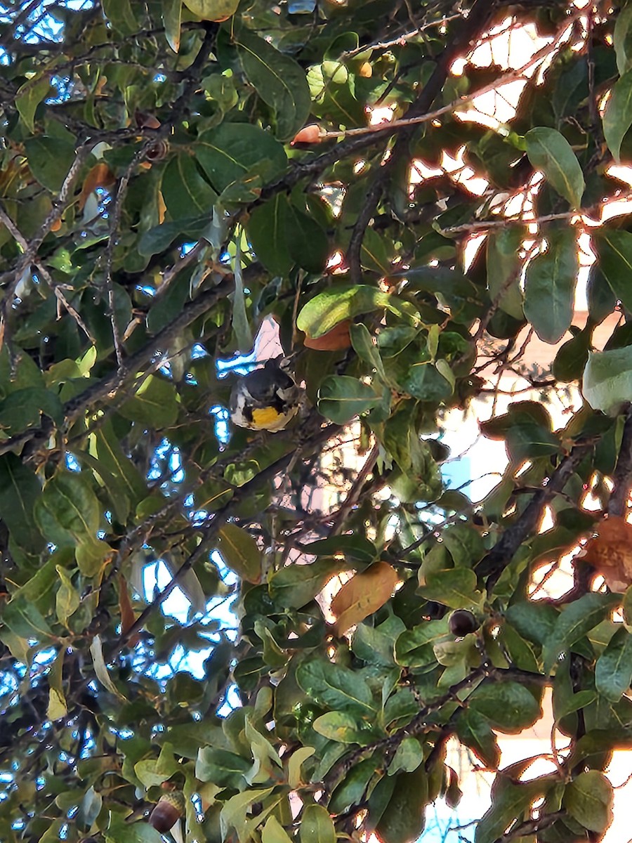 Yellow-throated Warbler - ML630994727