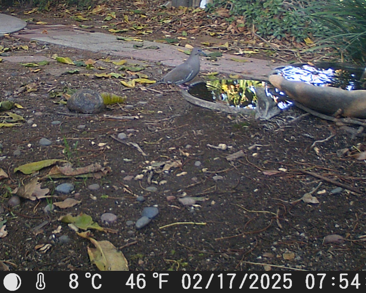 White-winged Dove - ML630994746