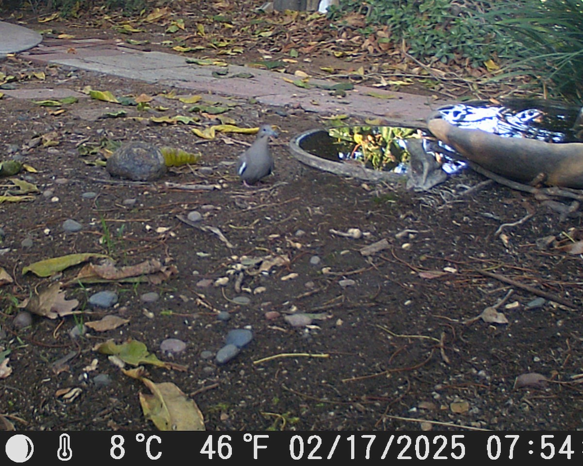 White-winged Dove - ML630994747