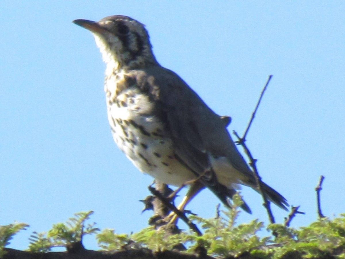 Groundscraper Thrush - ML630994752