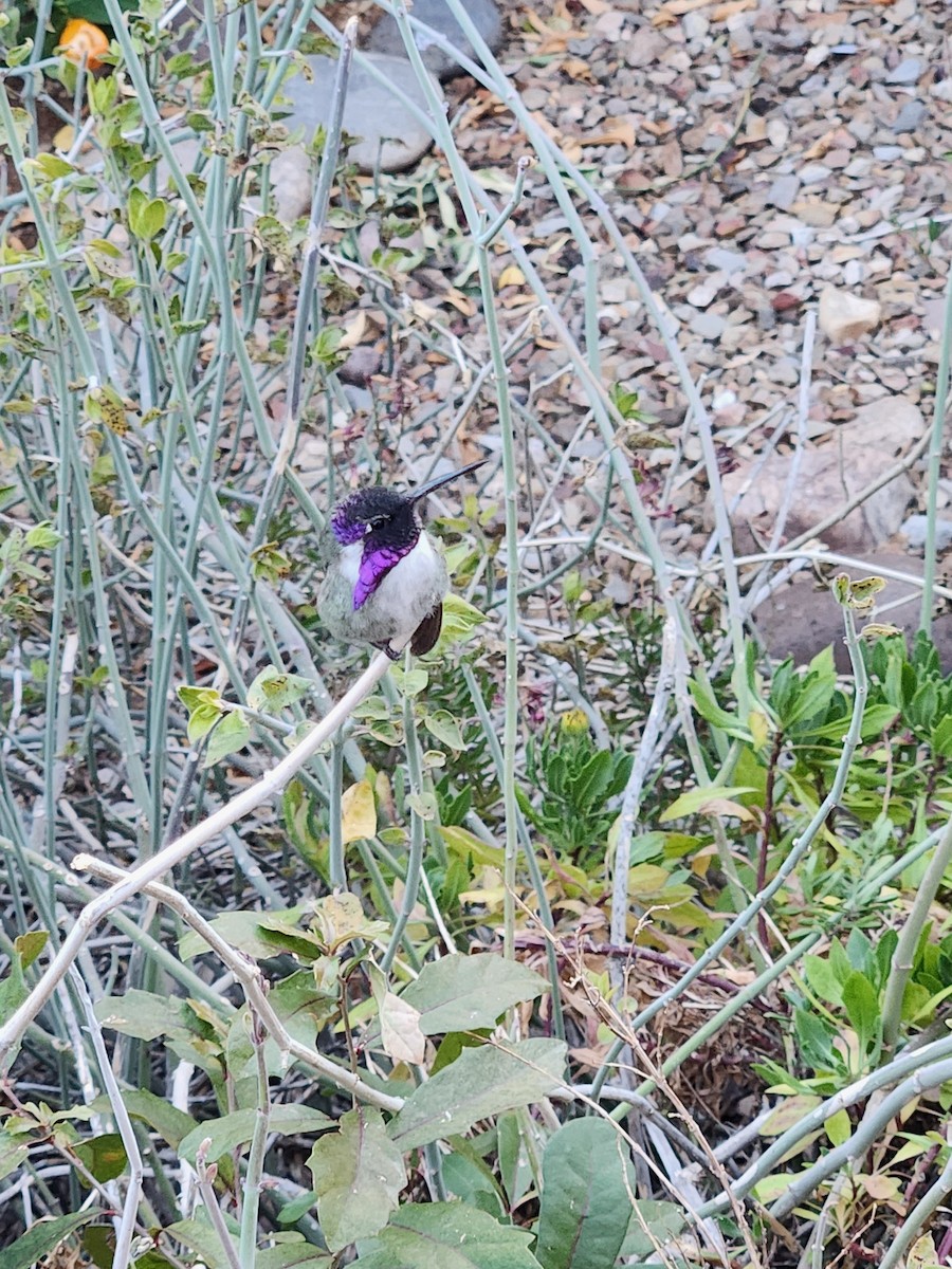 Costa's Hummingbird - ML630994766