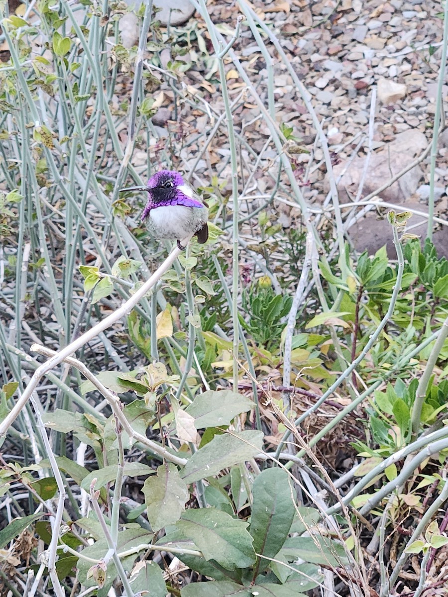 Costa's Hummingbird - ML630994767