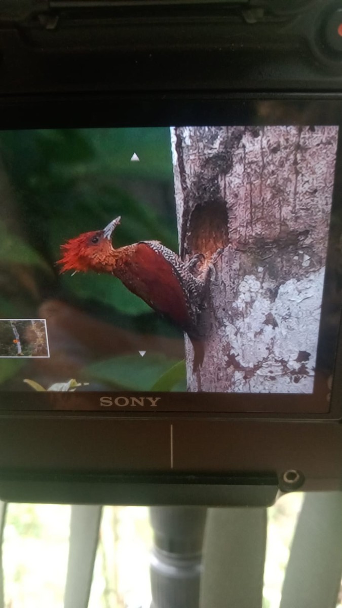 Banded Woodpecker - ML630994782