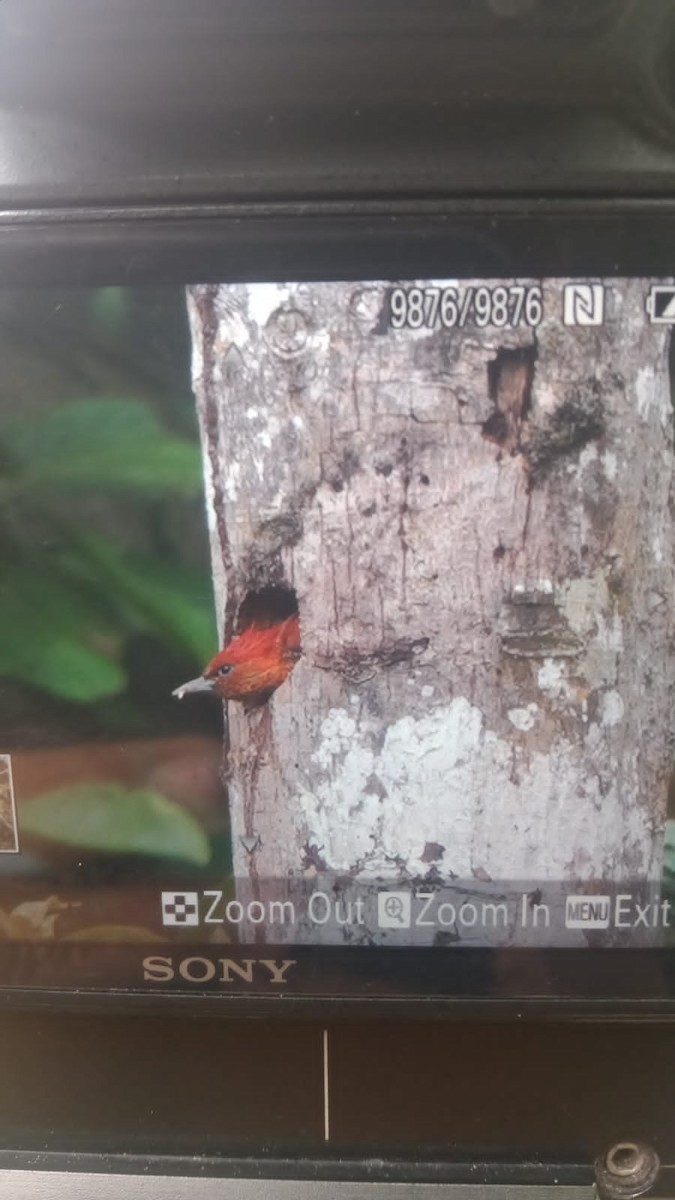 Banded Woodpecker - ML630994783
