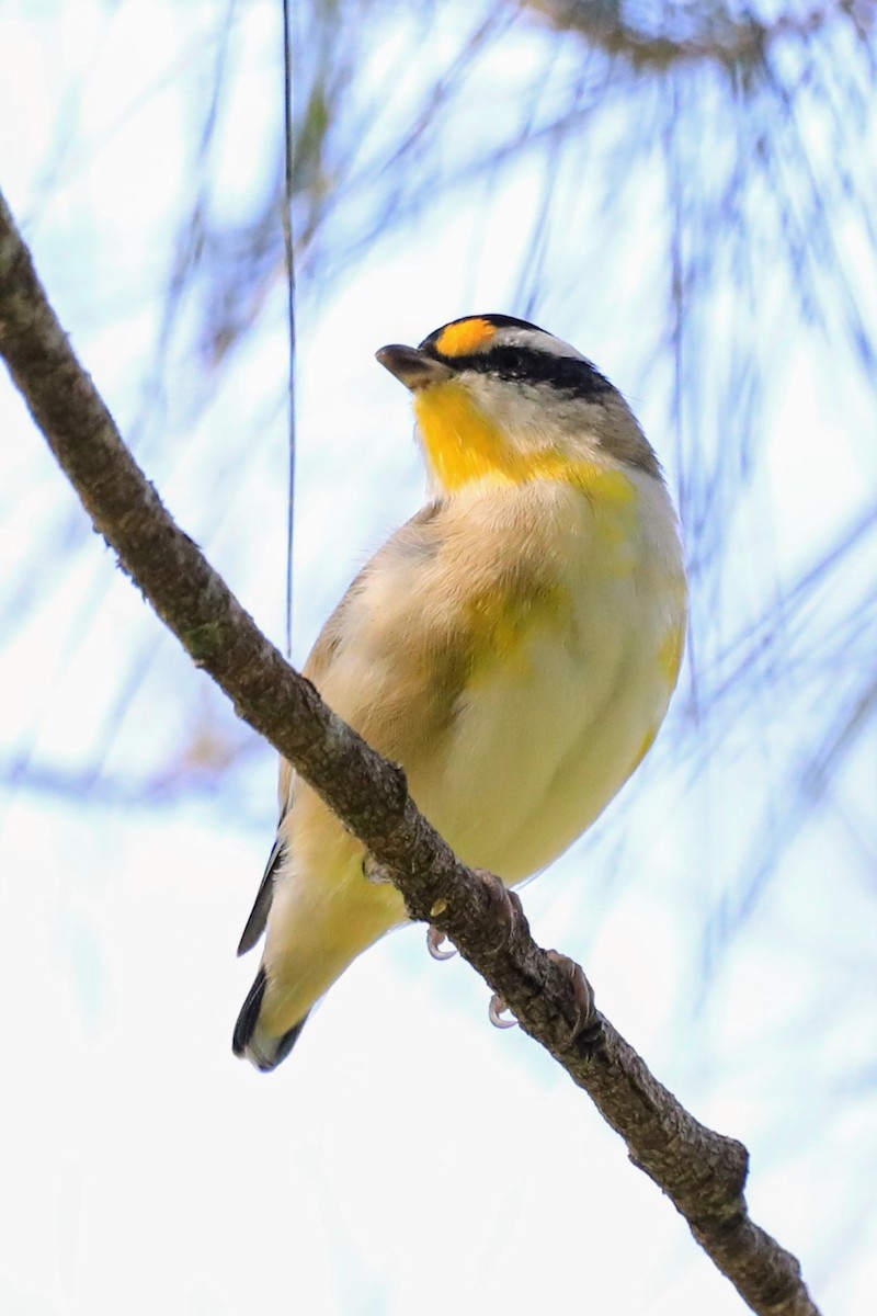 Striated Pardalote - ML630994911